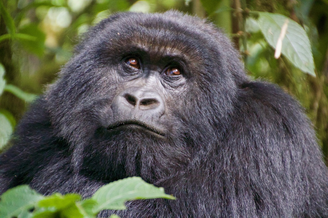 gorilla, portrait, animal-5731022.jpg